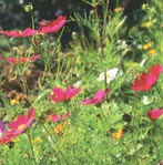 complementary picture to Garden Care range